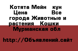 Котята Мейн - кун › Цена ­ 19 000 - Все города Животные и растения » Кошки   . Мурманская обл.